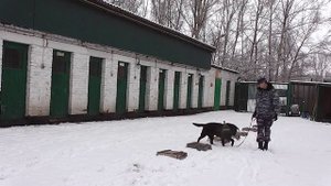 я и мой хвост. в гостях у таможни. часть 1 ( кинологи )