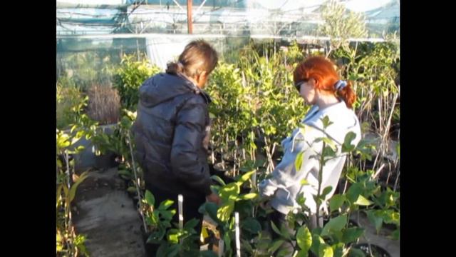 Садовый центр на Северном Кипре смотреть онлайн