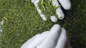 Донник желтый, донник белый.