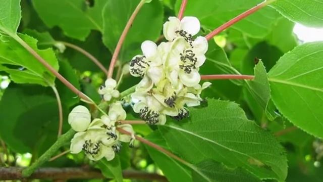 Растение Актинидия острая (лат. Actinidia arguta)