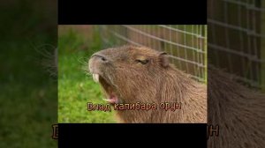капибарка#капибара #capybara #капибарка#pengvin