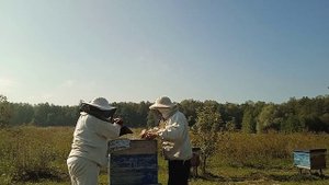 Снимаем магазин у пчел среднерусской породы