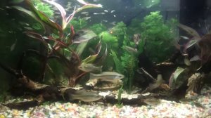 Амека глянцевая (Ameca splendens)