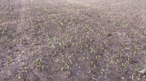 ПОСЕВ ЯРОВОГО ГОРОХА «ОПЛОД» И ОБЗОР ВСХОДОВ