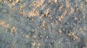 Совместная посадка сидерата горчицы и картофеля