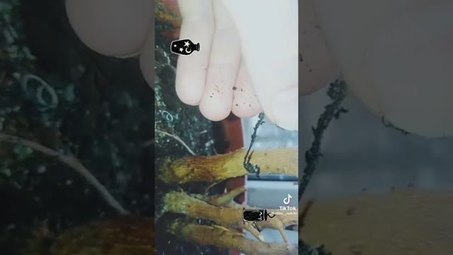 Я постараюсь быть чаще на этом канале) ? зелья ? для (ведьм) ? смотреть онлайн