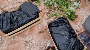 Хранение саженцев малины зимой. Саженцы «Long сane»