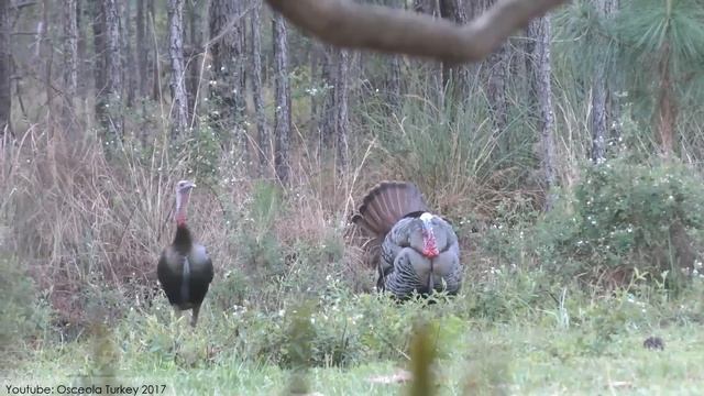 10 Most Beautiful Peacocks in the World смотреть онлайн