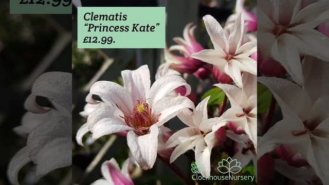 Speciality Clematis in store NOW.