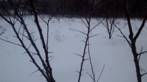 Защита саженцев от зайцев и зимняя обрезка абрикоса.