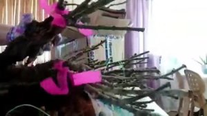 УРАААА!!! ПОСЫЛКА ИЗ КРЫМА!ПИТОМНИК РОЗ ПОЛИНЫ КОЗЛОВОЙ.