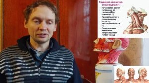 Кровоснабжение мозга зависит от движений шеи. Как правильно поворачивать голову?