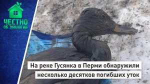 На реке Гусянка в Перми обнаружили несколько десятков погибших уток