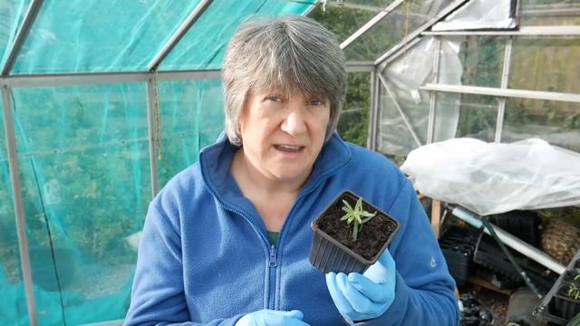 5 EASY Perennial Herbs смотреть онлайн