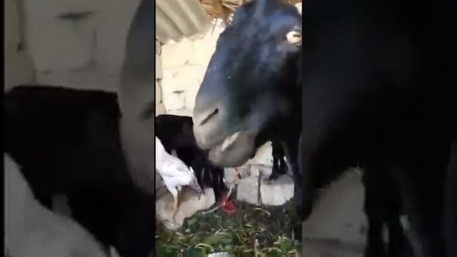 Козел рыбу кушает? смотреть онлайн