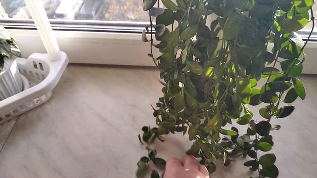 Хойи, которые красиво свисают: Langkawi island и IR-26 смотреть онлайн