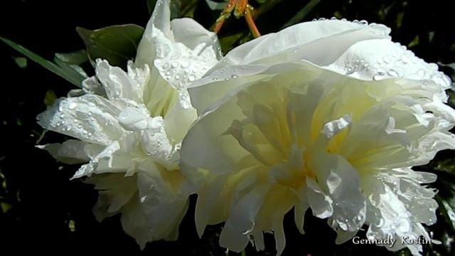 Белый пион  -   White peony