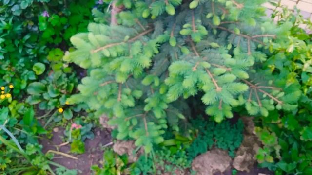 Роза Блю Парфюм и другие цветочки сада смотреть онлайн