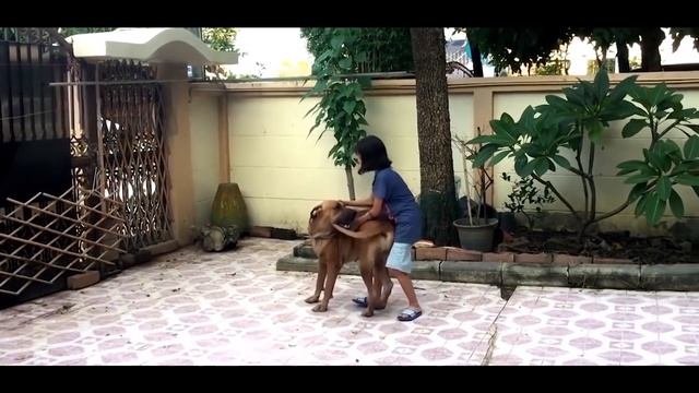 Вот на Что Способны Самые Запрещенные Породы Собак