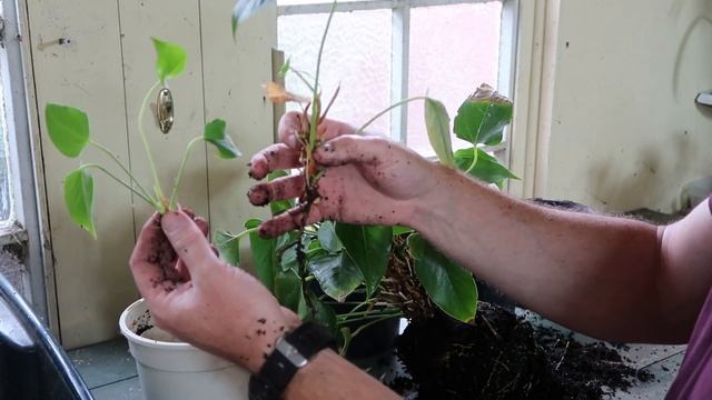 Anthurium Rescue ~ Care Guide ~ Flamingo Flower Care смотреть онлайн