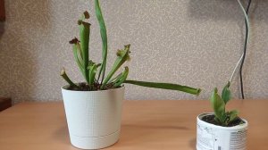 Уход за Сарраценией ! Хищное растение !
