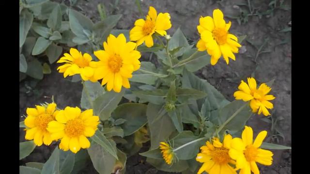 Зеленые оазисы. смотреть онлайн