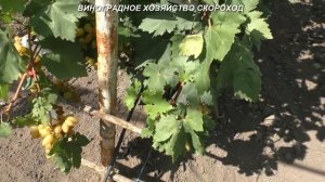 Идеальный виноградник - как его спланировать и организовать