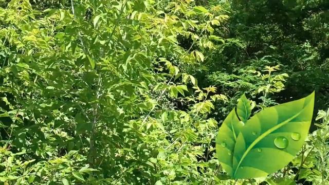 29 июля. День Афиногена. Народные приметы и обычаи праздника. смотреть онлайн