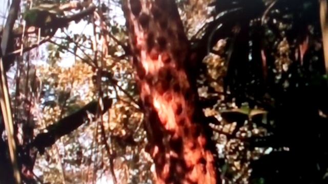 Игрунки животное из Красной книги смотреть онлайн