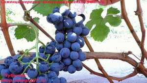 Виноград технический, винный ГОЛУБОК (Пузенко Наталья Лариасовна)