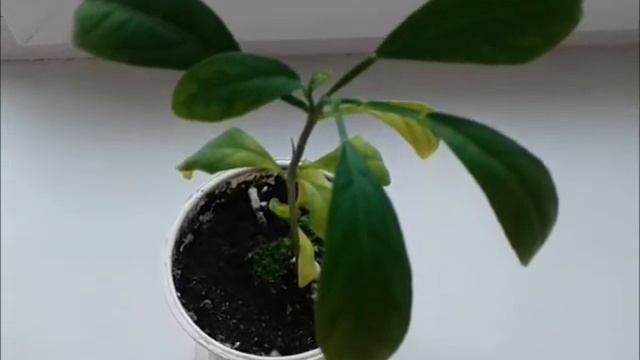 Цитрусовые из косточки