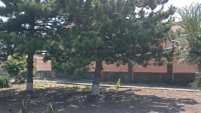 ЕЙСК/Трава Ковунцы, которая прокалывает колёса/Красота Ейских  цветов!