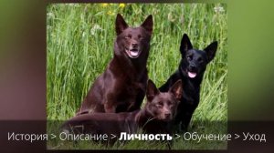 Австралийский Келпи. Порода собак