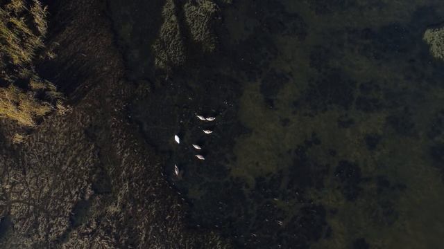 Пример видео с дрона DJI Mavic mini 2. Озера в Татарстане около Ленино-Кокушкино смотреть онлайн