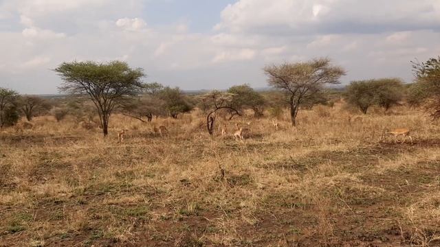 Антилопы импалы в нац. парке Серенгети смотреть онлайн