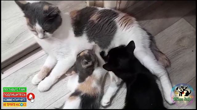 Семейство у нас на передержке смотреть онлайн