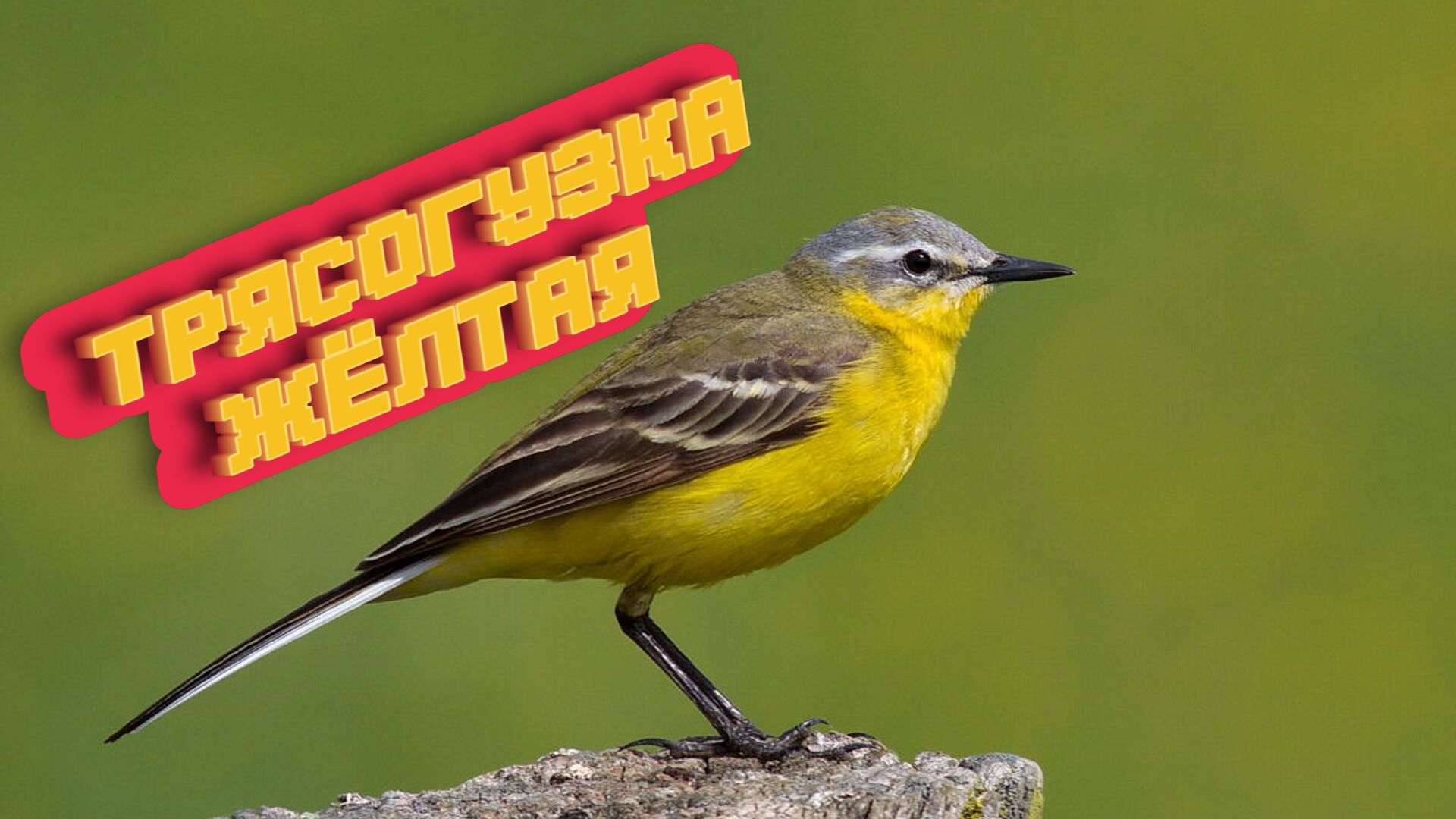 Трясогузка жёлтая  Yellow wagtail