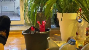 Каждый раз он это делает, Лорик против пены 😂