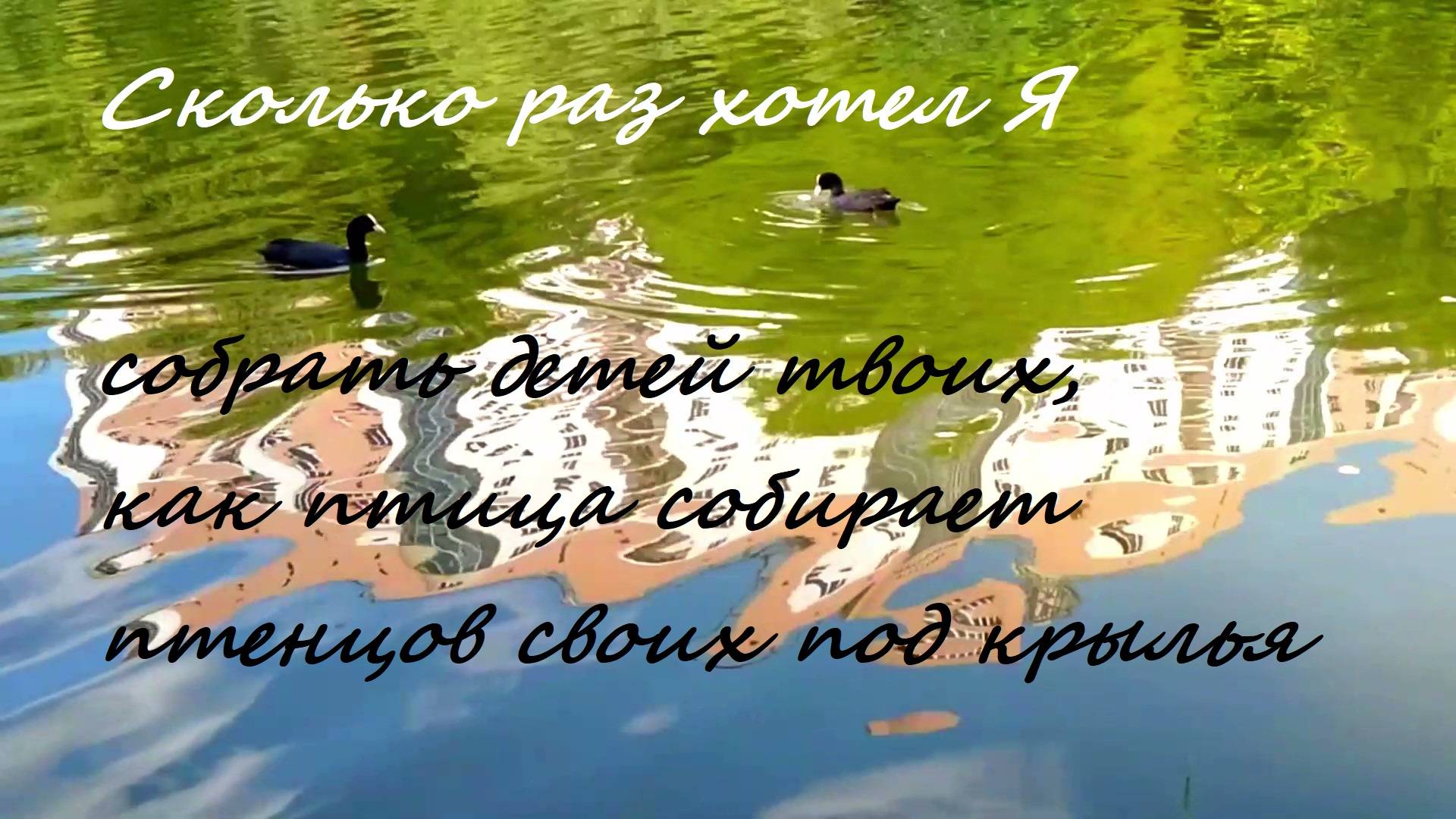 Сколько раз хотел Я собрать детей твоих, как птица собирает птенцов своих под крылья