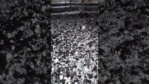 Выращивание шампиньонов. Первый полив по грибам после шока.
