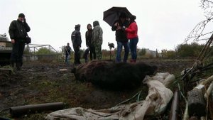 В Воронежской области медведь сбежал из частного зоопарка и напал на людей