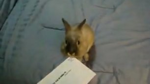 Как открыть конверт кроликом 