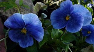 Цветы любви.mpg