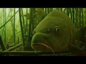 Видео охота за карпом с камерой FocusFish