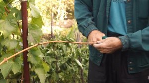 Черенкование винограда