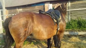 #Жеребец# ЛИТОВСКИЙ ТЯЖЕЛОВОЗ СМОТРИТЕ В ОПИСАНИИ ПОД  ВИДЕО?