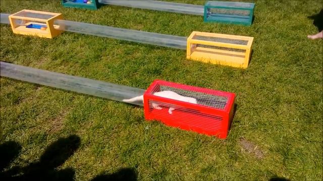 САМЫE НЕОБЫЧНЫЕ СОРЕВНОВАНИЯ ЖИВОТНЫХ смотреть онлайн