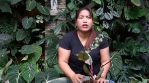 TROPICAL GARDEN VLOG 23 | REPOTTING MY PHILODENDRON ZEBRA AND PINK PRINCESS | LABAS NG SAMA NG LOOB