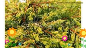 Можжевельник обыкновенный Голдшатц. Краткий обзор, описание juniperus communis Goldschatz