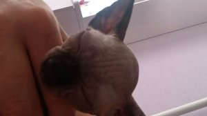 Сфинкс Бамбино. Моя прелесть. #сфинкс # pelikandrive #кошка #бамбино #мояпрелесть #голем